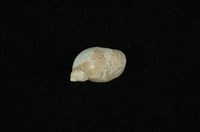 藏品(臺灣椎實螺)的圖片